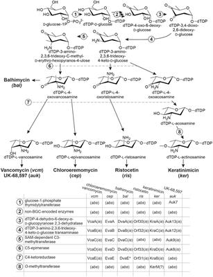 Genetics Behind the Glycosylation Patterns in the Biosynthesis of Dalbaheptides